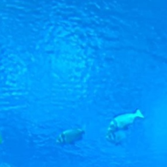 Meet your Posher, Fred - Picture 1 of 1